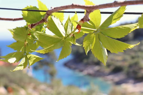 Accommodation Crikvenica